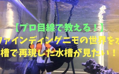 【プロ目線で教える！】ファインディングニモの世界を水槽で再現した水槽が見たい！