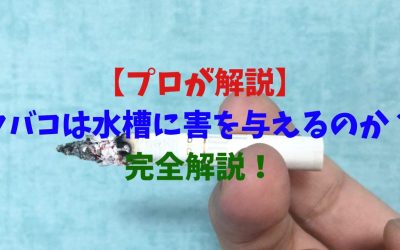 【プロが解説】タバコは水槽に害を与えるのか？を完全解説！