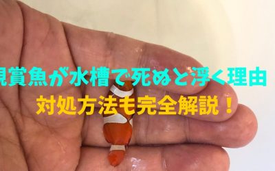 観賞魚が水槽で死ぬと浮く理由！対処方法も完全解説！