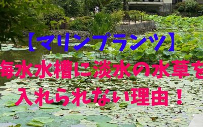 【マリンプランツ】海水水槽に淡水の水草を入れられない理由！