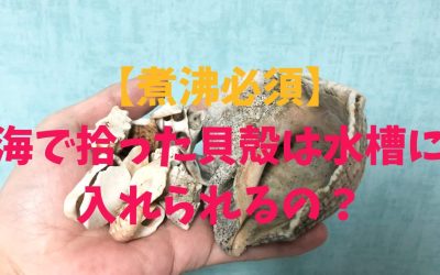 【煮沸必須】海で拾ってきた貝殻は水槽に入れられるの？