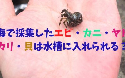 海で採集したエビ・カニ・ヤドカリ・貝は水槽に入れられる？