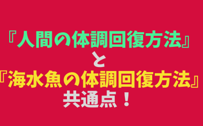 『人間の体調回復方法』と『海水魚の体調回復方法』の共通点！