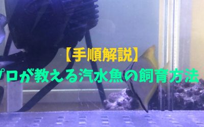 【手順解説】プロが教える汽水魚の飼育方法！