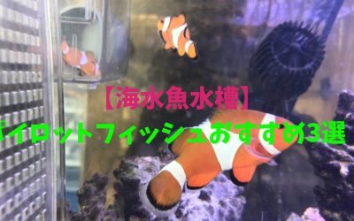 【海水魚水槽】パイロットフィッシュおすすめ3選！