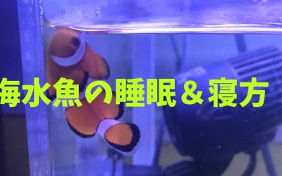 海水魚の睡眠＆寝方！