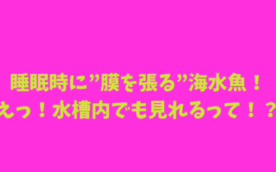 睡眠時に”膜を張る”海水魚！えっ！水槽内でも見れるって！？