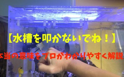 【水槽を叩かないでね！】の本当の意味をプロがわかりやすく解説！