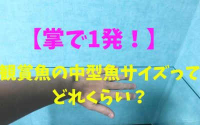 【掌で1発！】観賞魚の中型魚サイズってどれくらい？