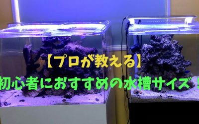 【プロが教える】初心者におすすめの水槽サイズ！