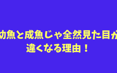 海水魚疑問！幼魚と成魚じゃ全然見た目が違くなる理由！