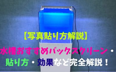 【写真貼り方解説】水槽おすすめバックスクリーン！貼り方・効果など完全解説！