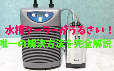 【騒音問題】水槽クーラーがうるさい！唯一の解決方法を完全解説！