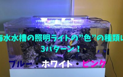 【完全版】海水水槽の照明ライトの”色”の種類は3パターン！