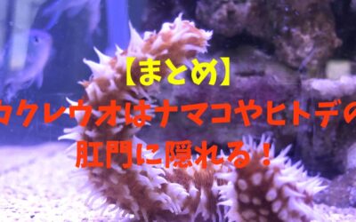 【まとめ】カクレウオはナマコやヒトデの肛門に隠れる！