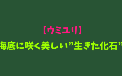 【ウミユリ】海底に咲く美しい”生きた化石”