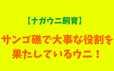 【ナガウニ飼育】サンゴ礁で大事な役割を果たしているウニ！