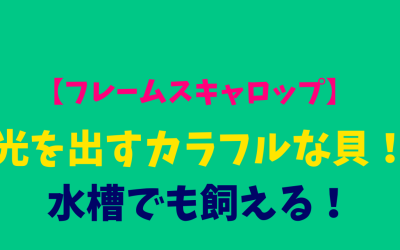 【フレームスキャロップ】光を出すカラフルな貝！水槽でも飼える！