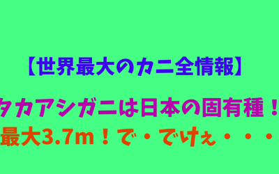 【世界最大のカニ全情報】タカアシガニは日本の固有種！最大3.7m！で・でけぇ・・・