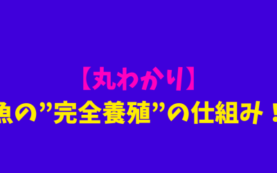 【丸わかり】魚の”完全養殖”の仕組み！