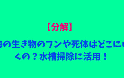 【分解】海の生き物のフンや死体はどこにいくの？水槽掃除に活用！