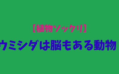 【植物ソックリ】ウミシダは脳もある動物！すべてがわかる！