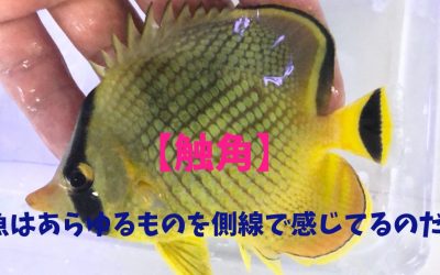 【触角】魚はあらゆるものを側線で感じてるのだ！