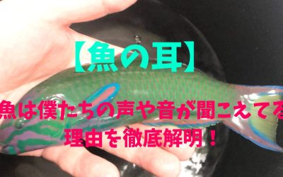 【魚の耳】うっそん！魚は僕たちの声や音が聞こえてる！理由を徹底解明！