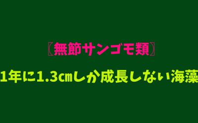 〖無節サンゴモ類〗1年に1.3㎝しか成長しない海藻！