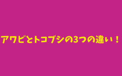 【わかりやすい】アワビとトコブシの3つの違い！