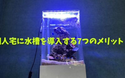 【レンタル】個人宅に水槽を導入する7つのメリット！