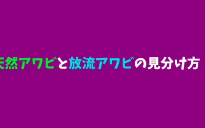 天然アワビと放流アワビの見分け方！水槽でも飼育出来る！