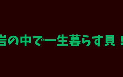 【イシマテガイ】岩の中で一生暮らす貝！