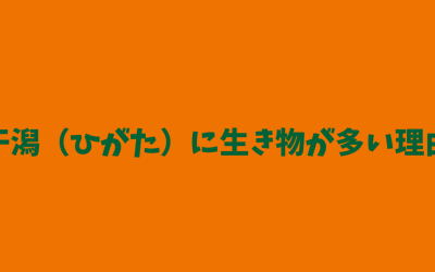 【納得】干潟（ひがた）に生き物が多い理由