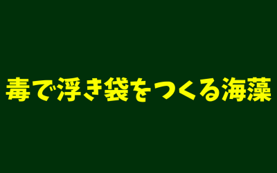 毒で浮き袋をつくる海藻