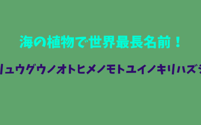 海の植物で世界最長名前！リュウグウノオトヒメノモトユイノキリハズシ全情報！