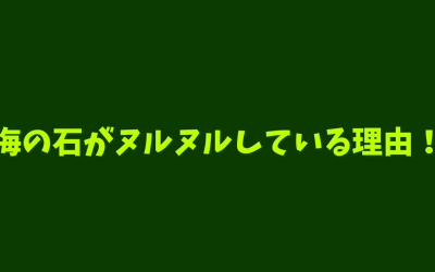 【珪藻】海の石がヌルヌルしている理由！