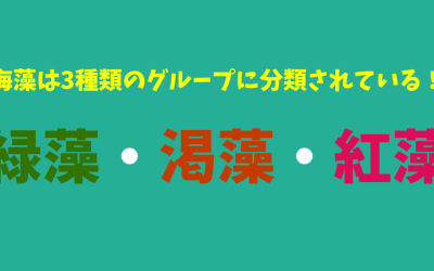 【保存版】海藻は3種類のグループに分類されている！緑藻・渇藻・紅藻！