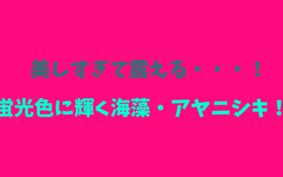 【綺麗！】美しすぎて震える・・・！蛍光色に輝く海藻・アヤニシキ！