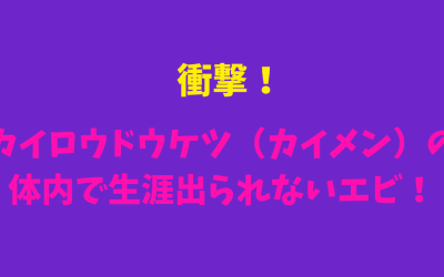 【ドウケツエビ】衝撃！カイロウドウケツ（カイメン）の体内で生涯出られないエビ！