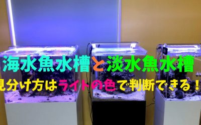 【違い】海水魚水槽と淡水魚水槽の見分け方はライトの色で判断できる！