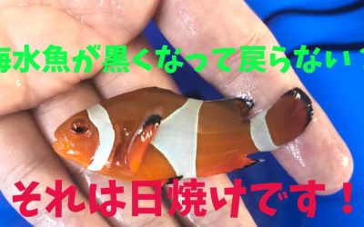 海水魚が黒くなって戻らない？それは日焼けです！