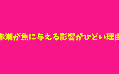 【原因】赤潮が魚に与える影響がひどい理由