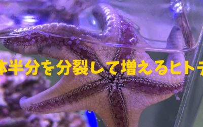 体半分を分裂して増えるヒトデ