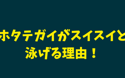 【衝撃！】ホタテガイがスイスイと泳げる理由！