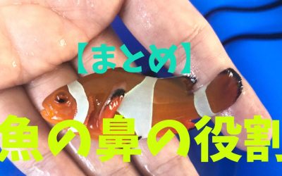 【まとめ】魚の鼻の役割