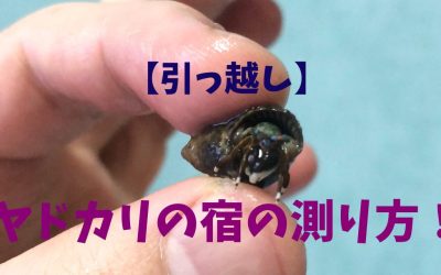 【引っ越し】ヤドカリの宿の測り方！