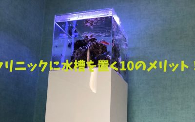 【レンタル】クリニックに水槽を置く10のメリット！