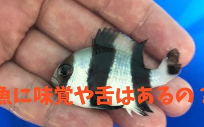 【わかりやすい！】魚に味覚や舌はあるの？