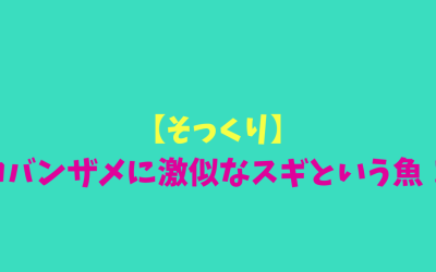 【そっくり】コバンザメに激似なスギという魚！